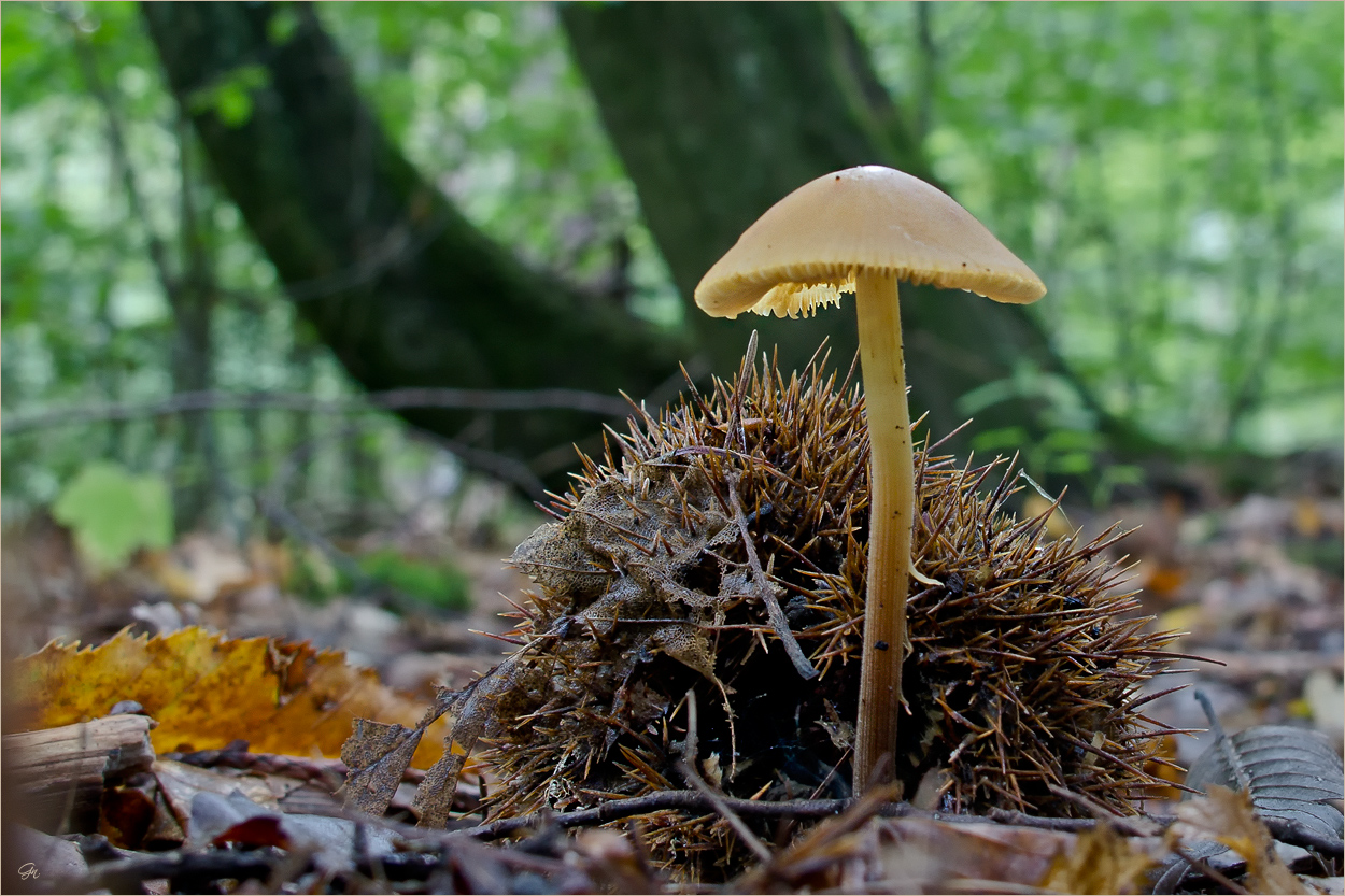 Die Welt der Pilze: Gelbschneidiger Helmling