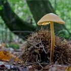 Die Welt der Pilze: Gelbschneidiger Helmling