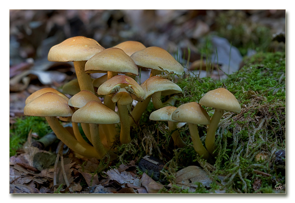 Die Welt der Pilze: Grünblättriger Schwefelkopf