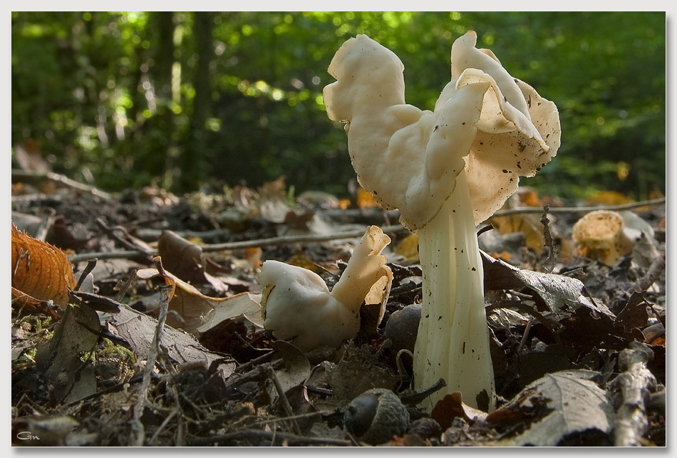 Die Welt der Pilze: Herbst-Lorchel