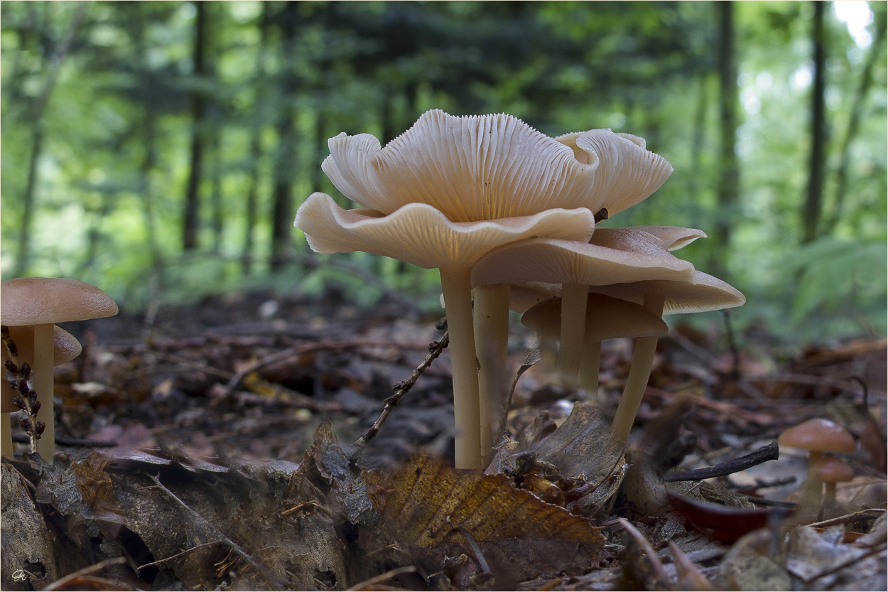 Die Welt der Pilze: langstieliger Dufttrichterling