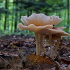 Die Welt der Pilze: langstieliger Dufttrichterling