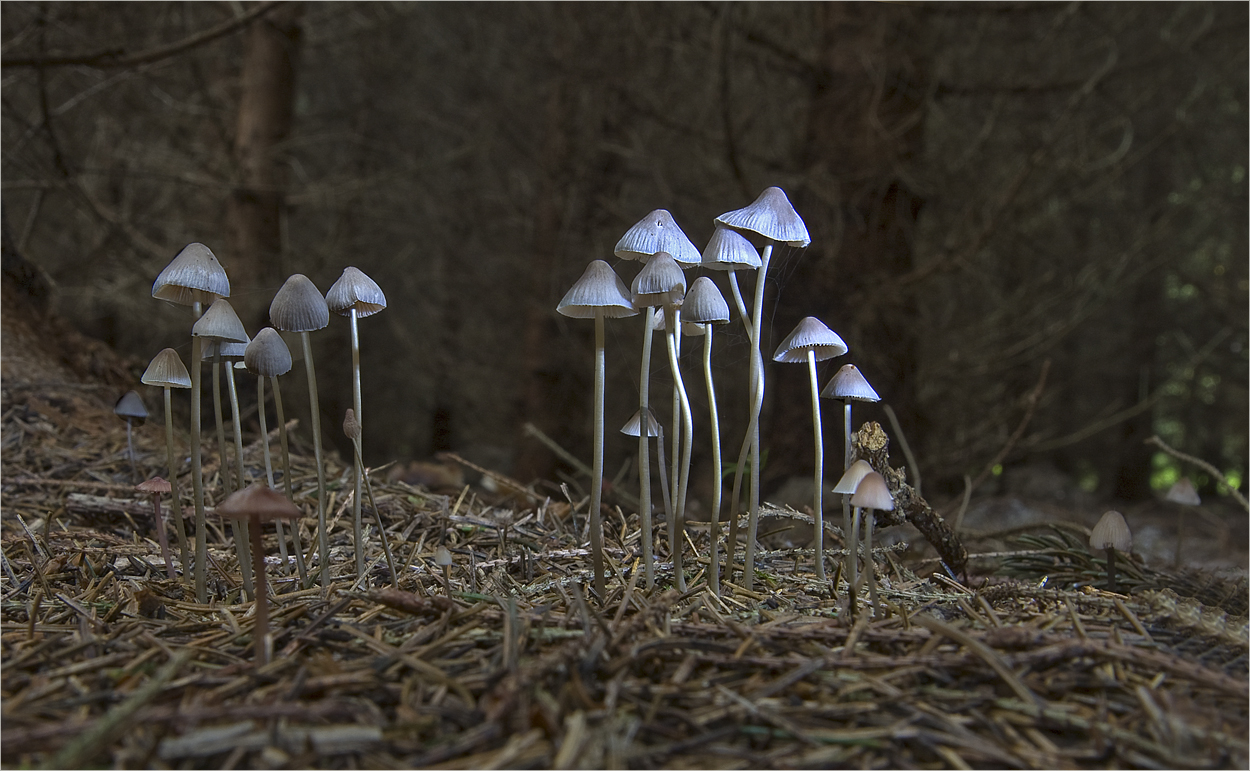 Die Welt der Pilze: Langstieliger Knoblauchschwindling