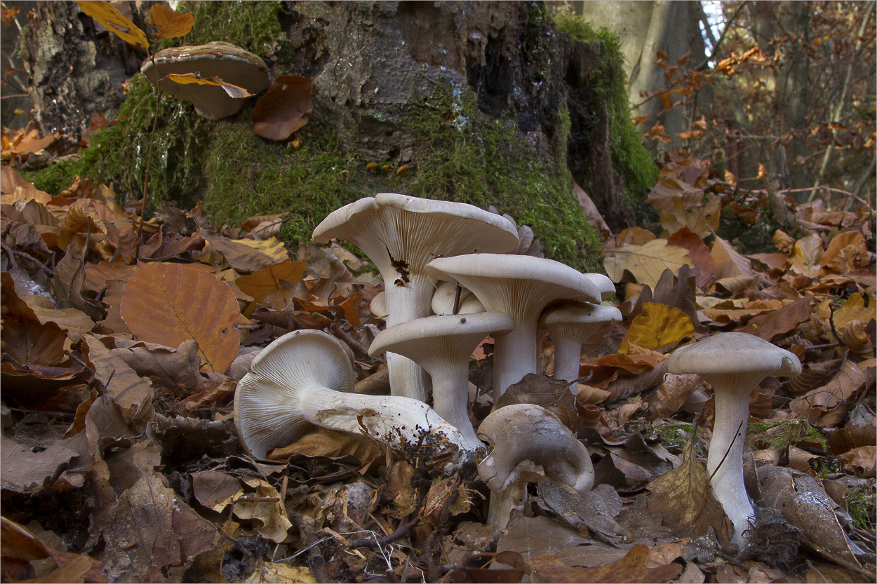 Die Welt der Pilze: Mönchskopf