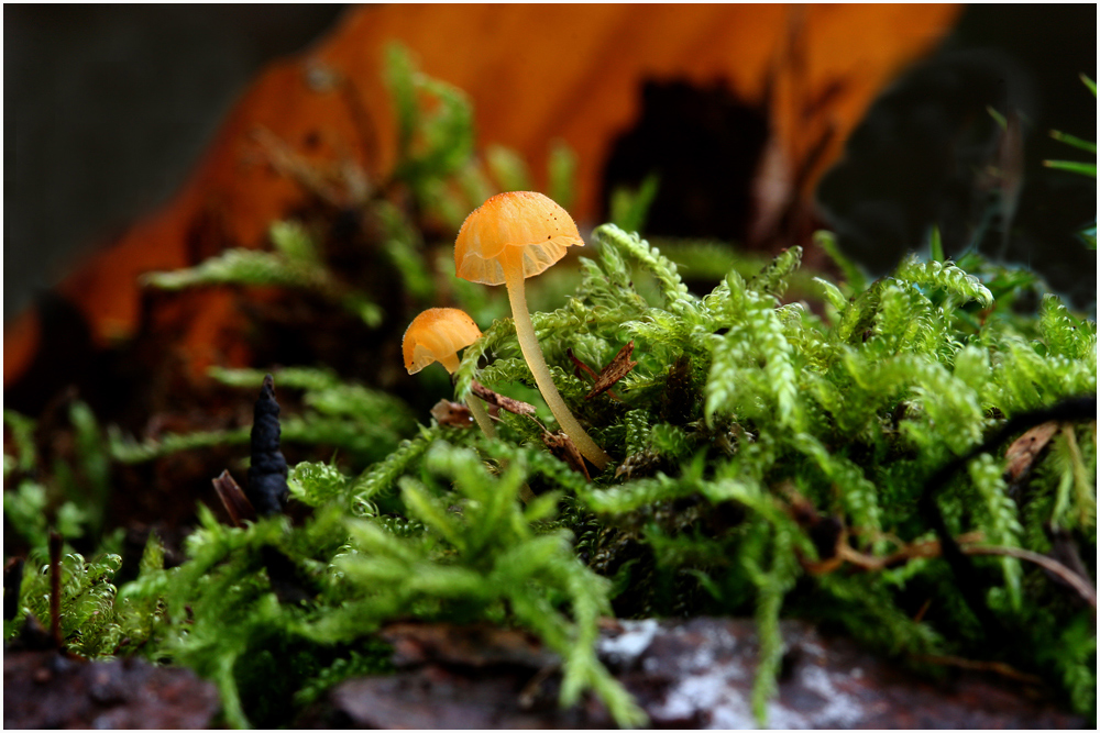 Die Welt der Pilze: Orangefarbener Heftelnabeling ( Rickenella fibula )