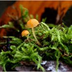 Die Welt der Pilze: Orangefarbener Heftelnabeling ( Rickenella fibula )