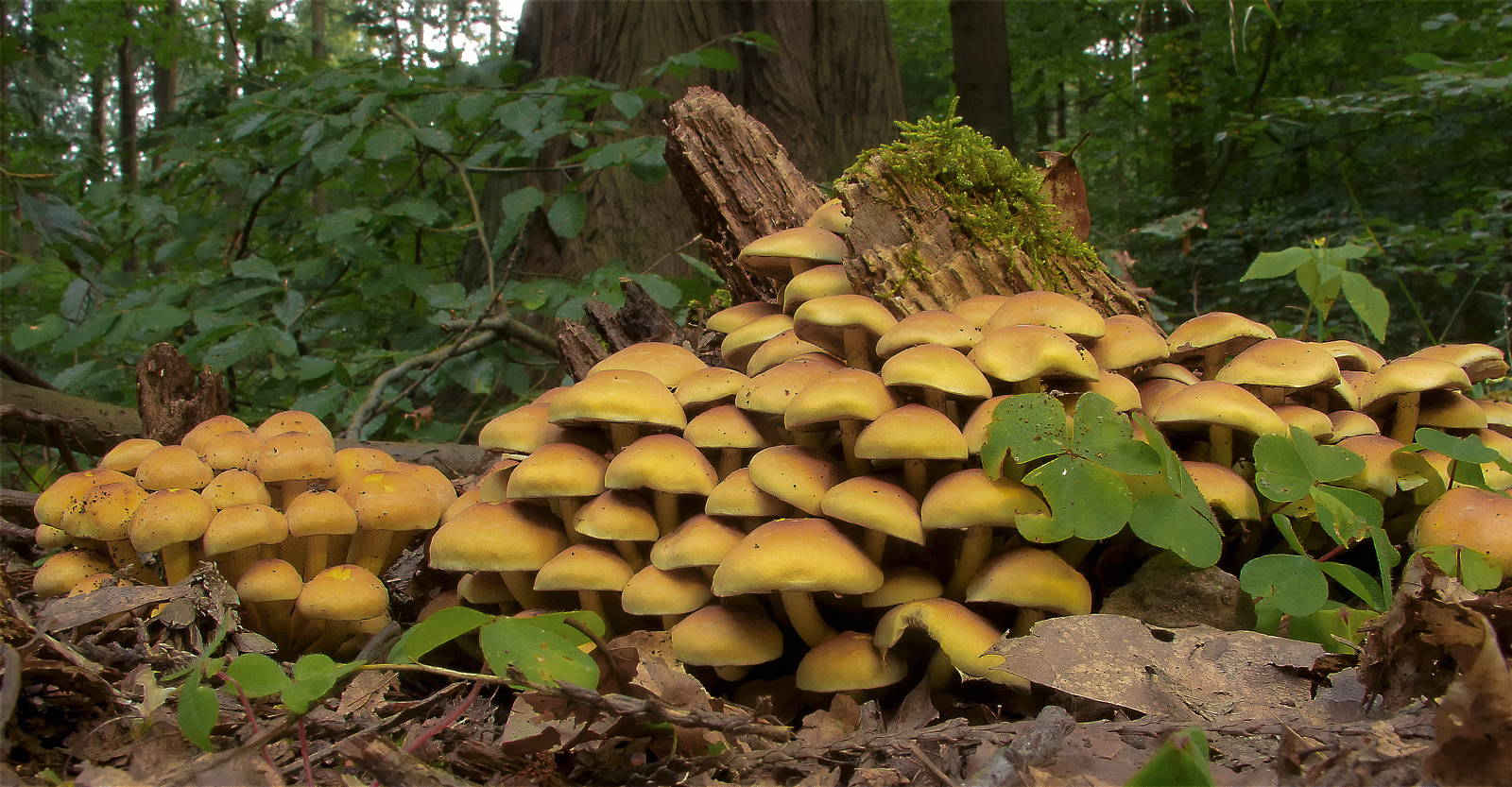 Die Welt der Pilze: Rauchblättriger Schwefelkopf