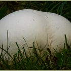 Die Welt der Pilze: Riesenbovist - die Breitseite -