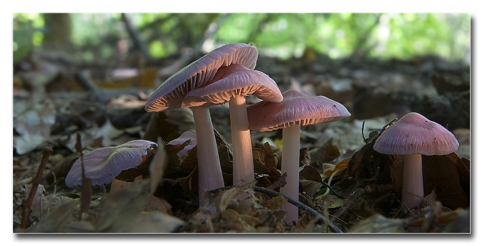 Die Welt der Pilze: Rosa Rettich Helmling