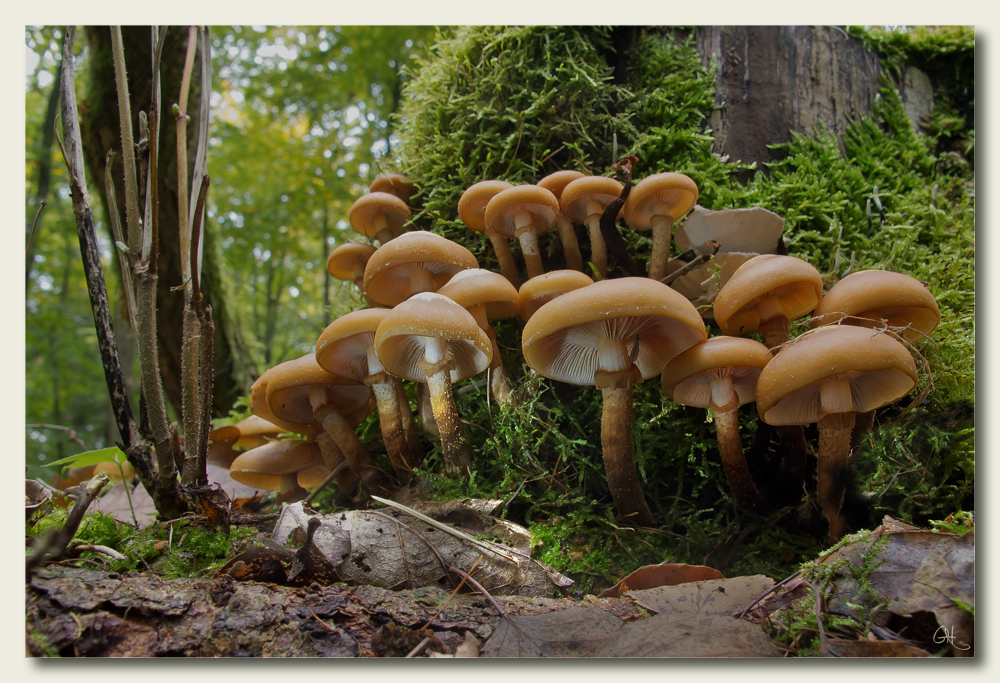 Die Welt der Pilze: Stockschwämmchen (Kuehneromyces)