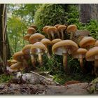 Die Welt der Pilze: Stockschwämmchen (Kuehneromyces)