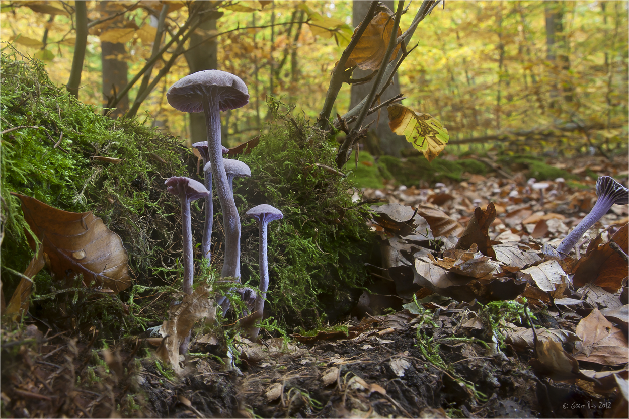 Die Welt der Pilze: Violette Lacktrichterlinge