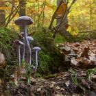 Die Welt der Pilze: Violette Lacktrichterlinge