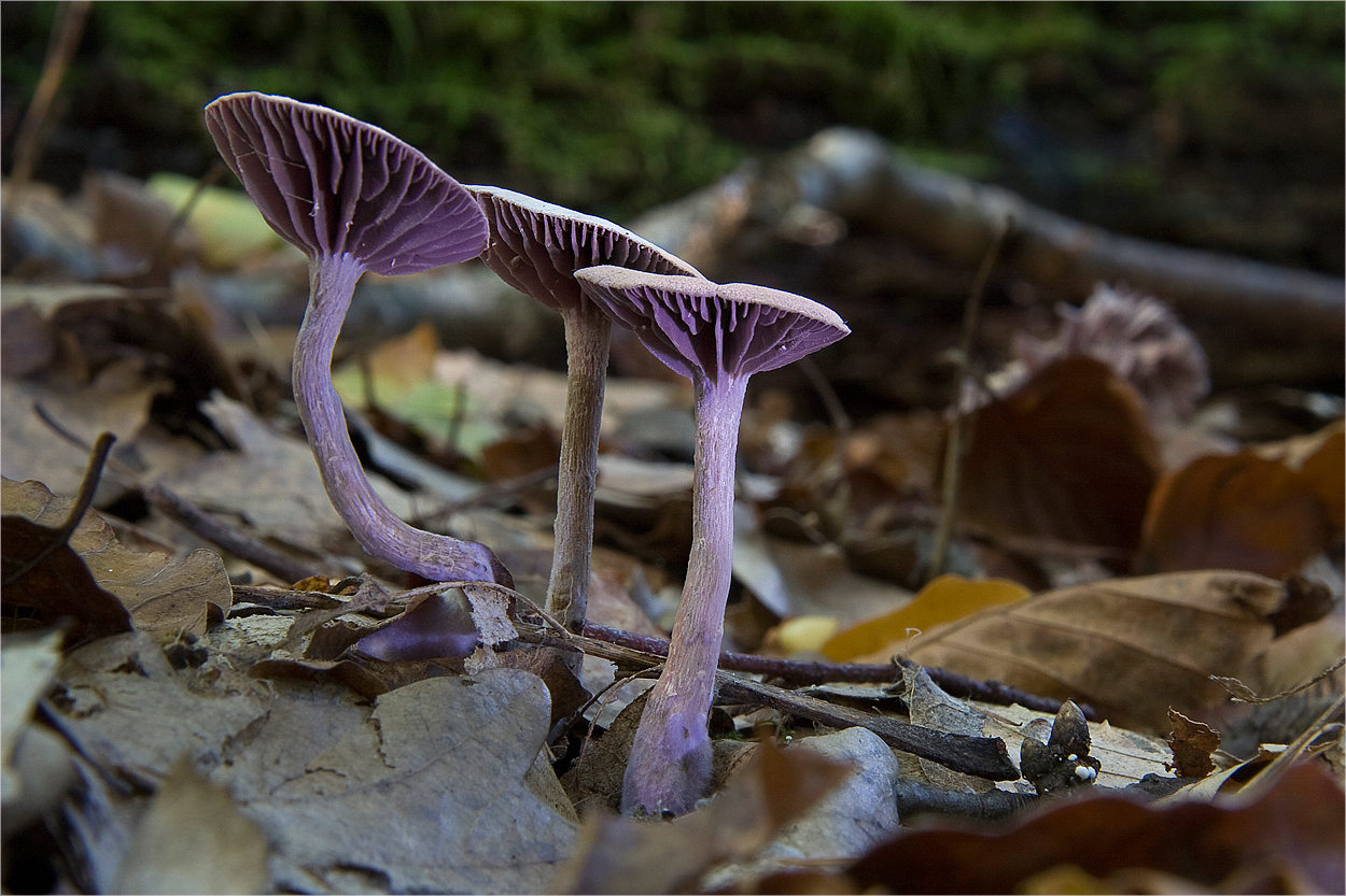Die Welt der Pilze: Violetter Lacktrichterling