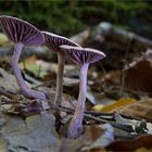 Die Welt der Pilze: Violetter Lacktrichterling