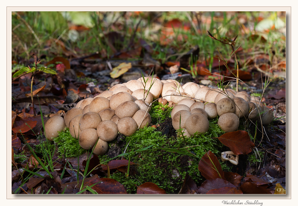 Die Welt der Pilze: Weichlicher Stäubling (Lycoperdon molle)