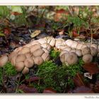 Die Welt der Pilze: Weichlicher Stäubling (Lycoperdon molle)