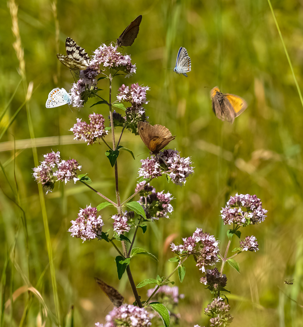 Die Welt der Schmetterlinge 