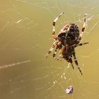 Die Welt der Spinnen (11)