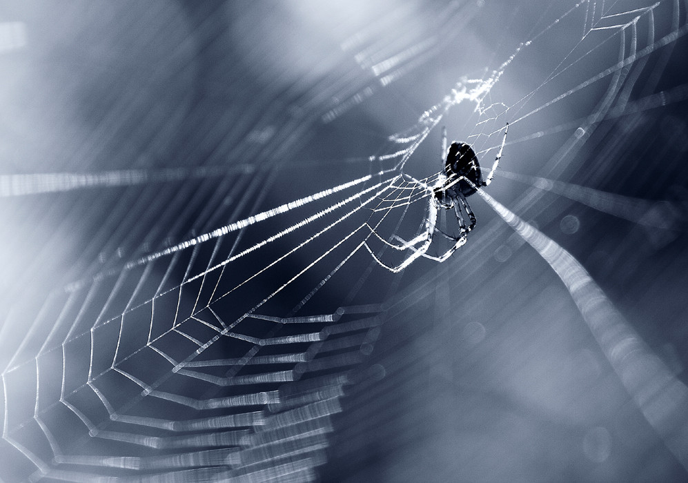Die Welt der Spinnen (7)