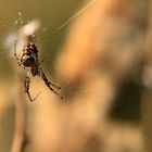 Die Welt der Spinnen (9)