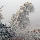 Die Welt des Raureifes ist für mich leider nicht zu erreichen...