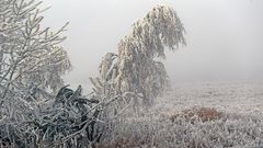 Die Welt des Raureifes ist für mich leider nicht zu erreichen...