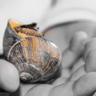 die Welt entdecken-Schnecke 