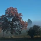 die Welt im Nebel 10