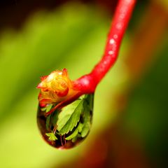 Die Welt im Wassertropfen