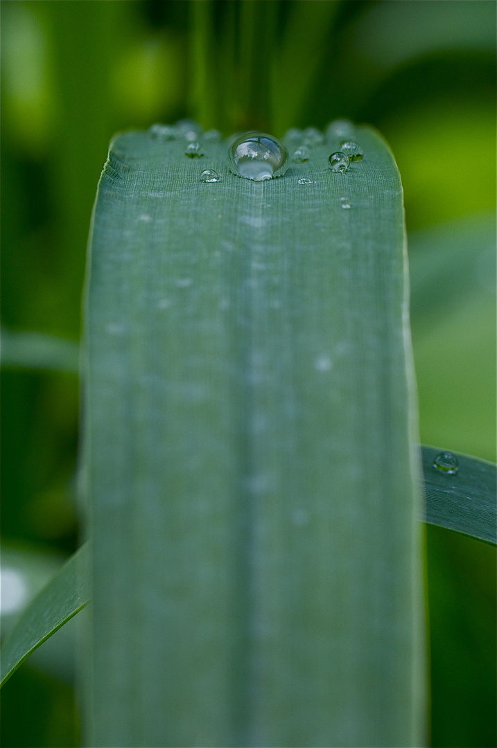 Die Welt im Wassertropfen...