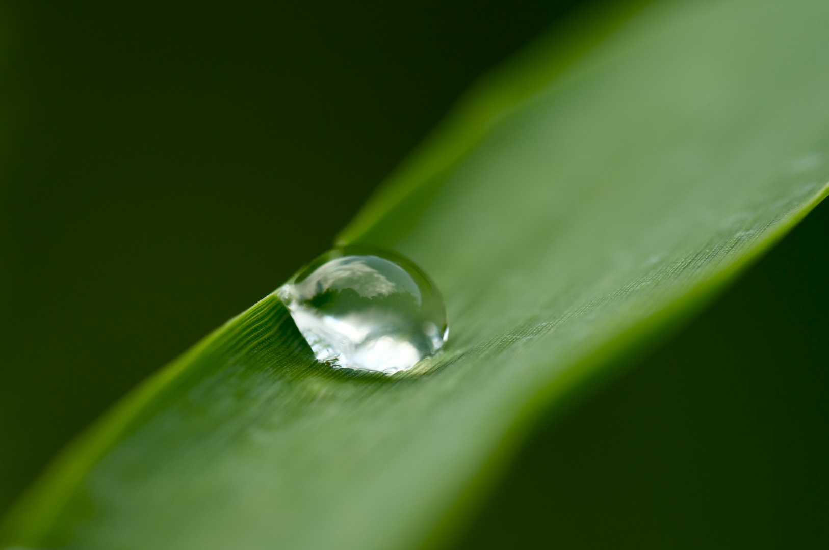 Die Welt in einem Wassertropfen...