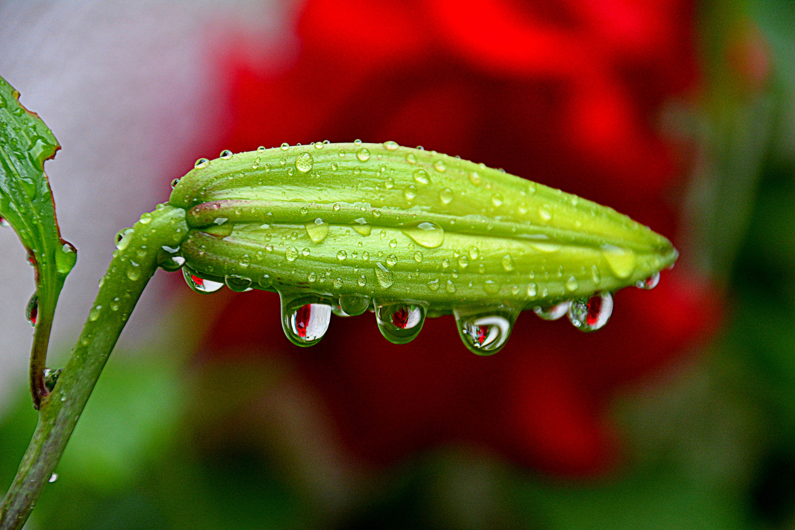 die Welt in einem Wassertropfen