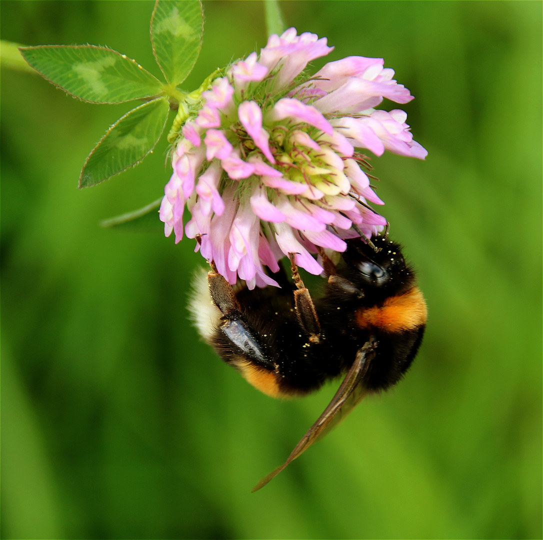 Die Welt ist ein Bienenstock;....