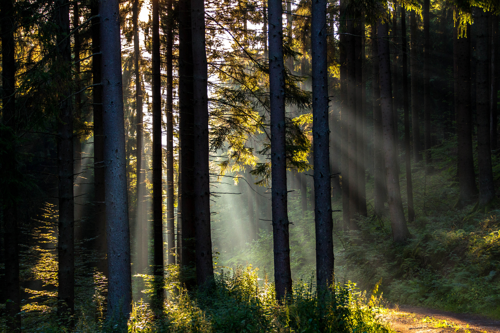 Die Welt ist für Frühaufsteher