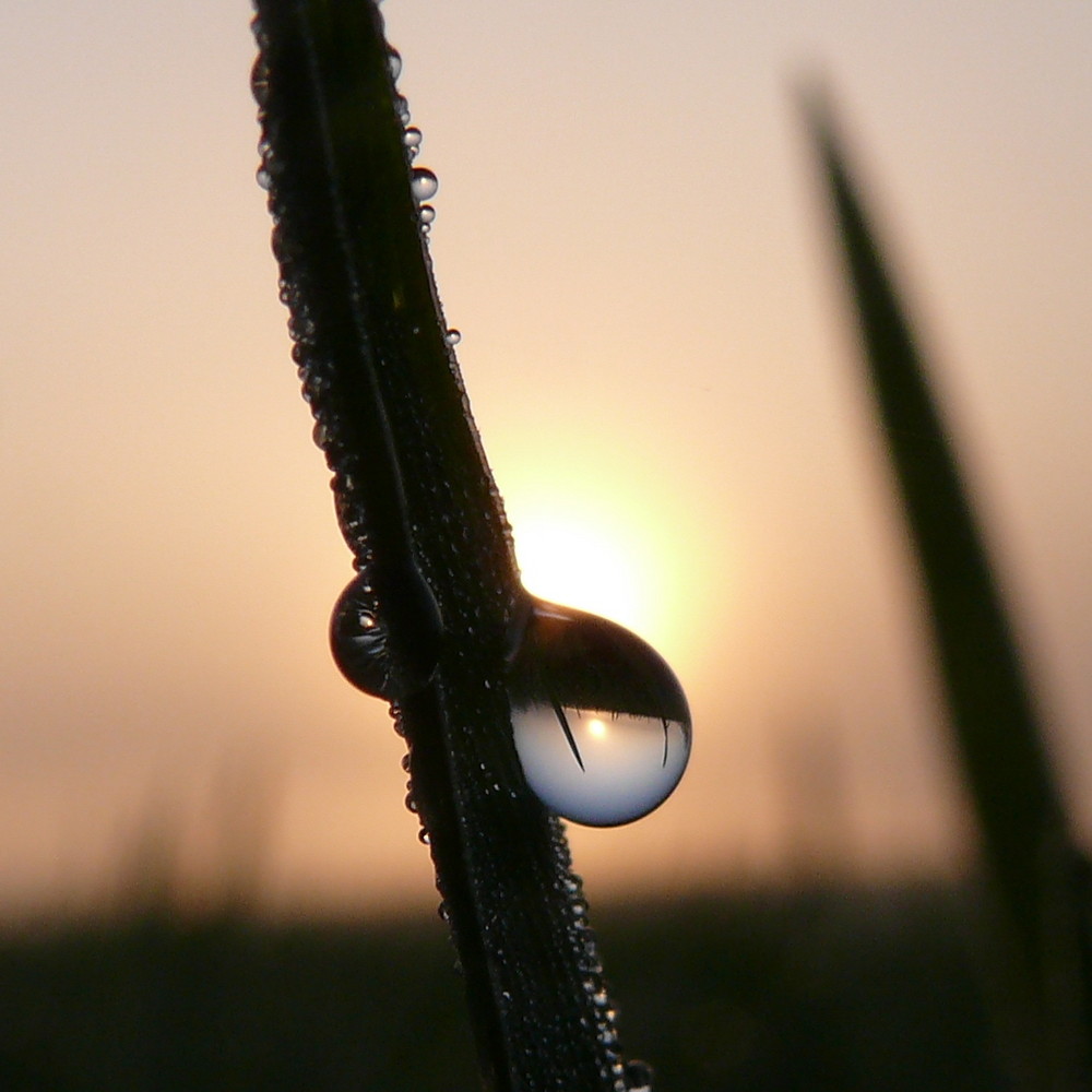 Die Welt steht Kopf im Morgentau