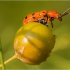 Die Weltkugel der Käfer ist überschaubar