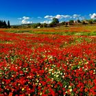 die wenigen Margeriten verlieren sich im Meer aus roten Mohnblumen