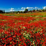 die wenigen Margeriten verlieren sich im Meer aus roten Mohnblumen