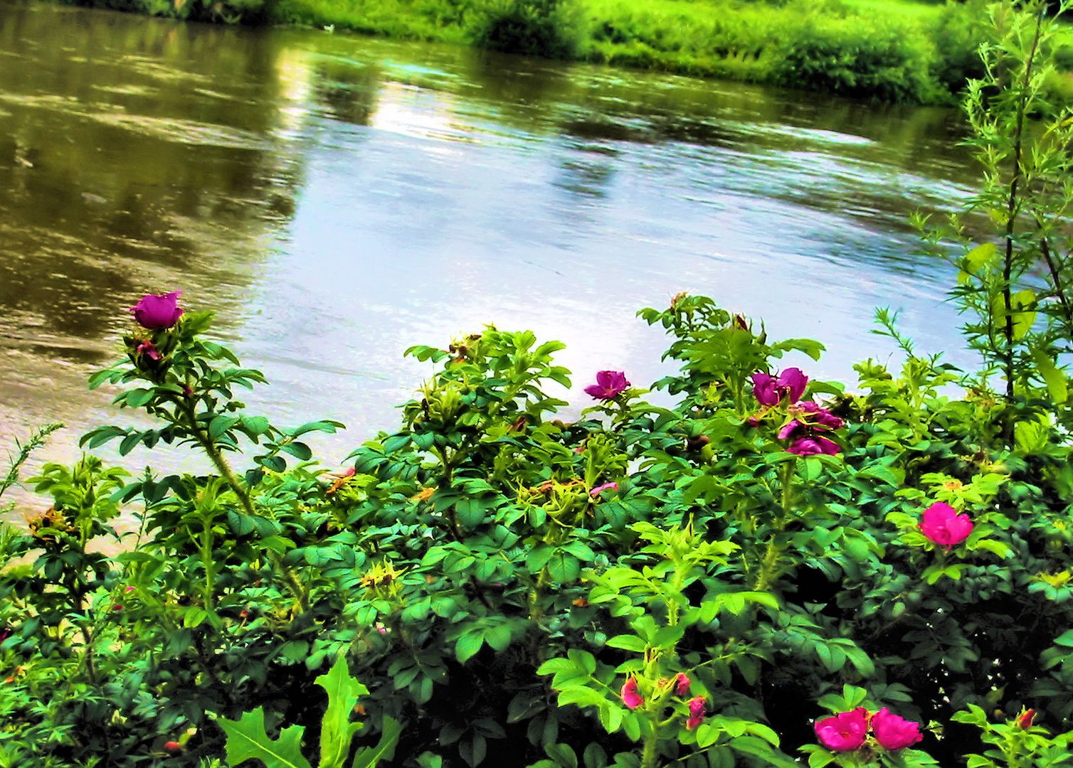 Die Weser bei Höxter im Sommer 2012