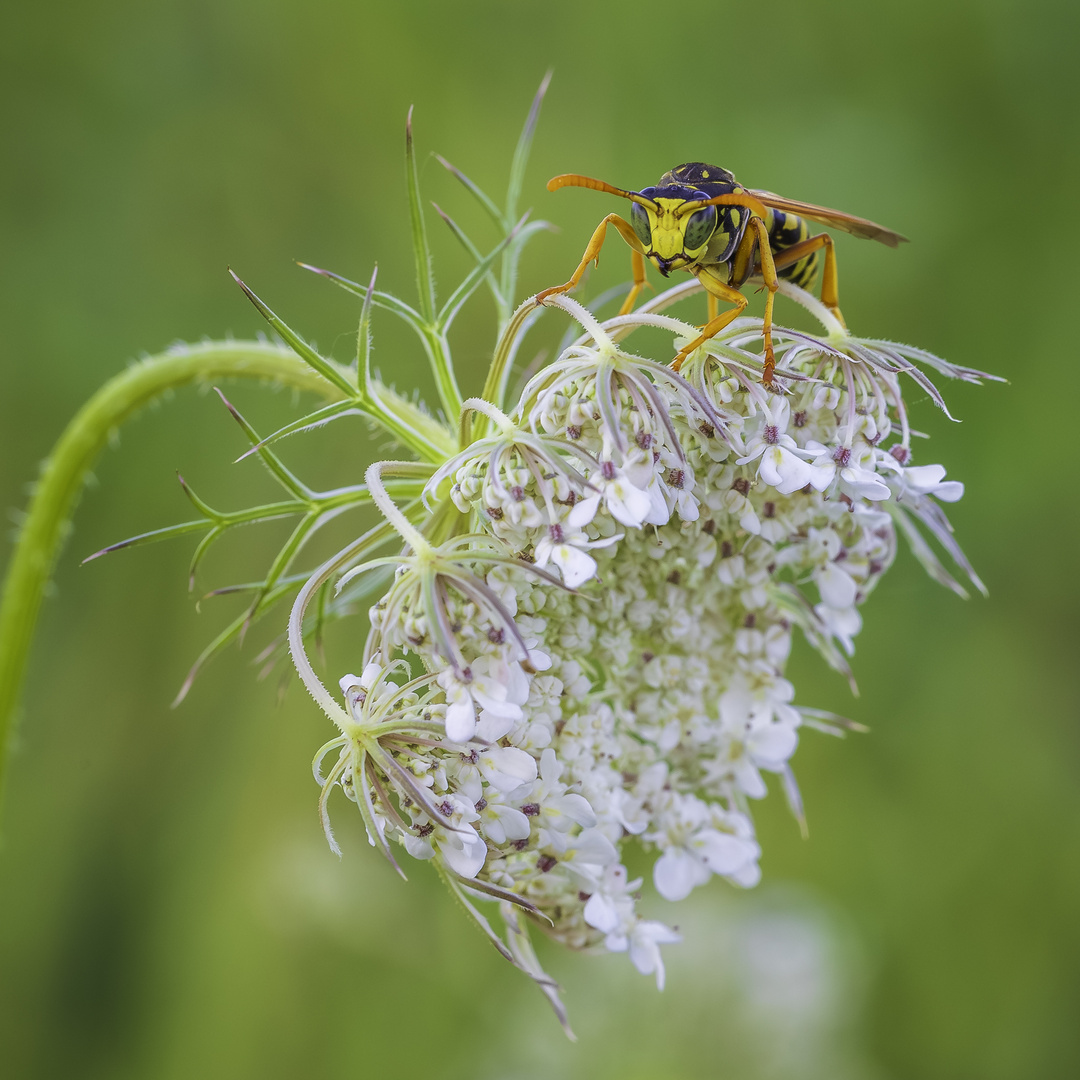 Die Wespe auf der Blüte 