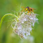 Die Wespe auf der Blüte 