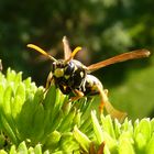 Die Wespe bei der Nahrungssuche