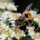 Die Wespe beim Frühstück