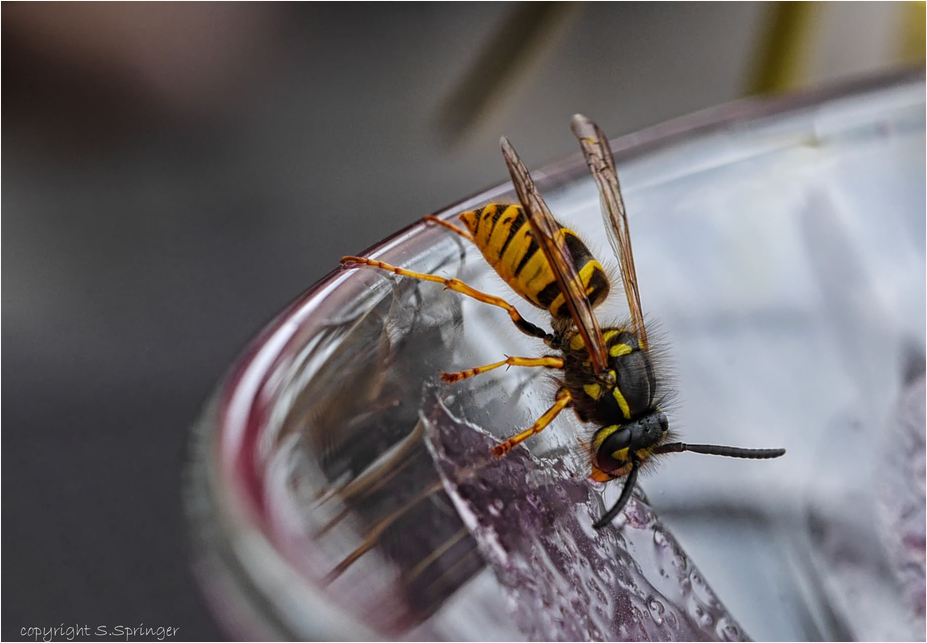 Die Wespe in meinem Eisbecher....