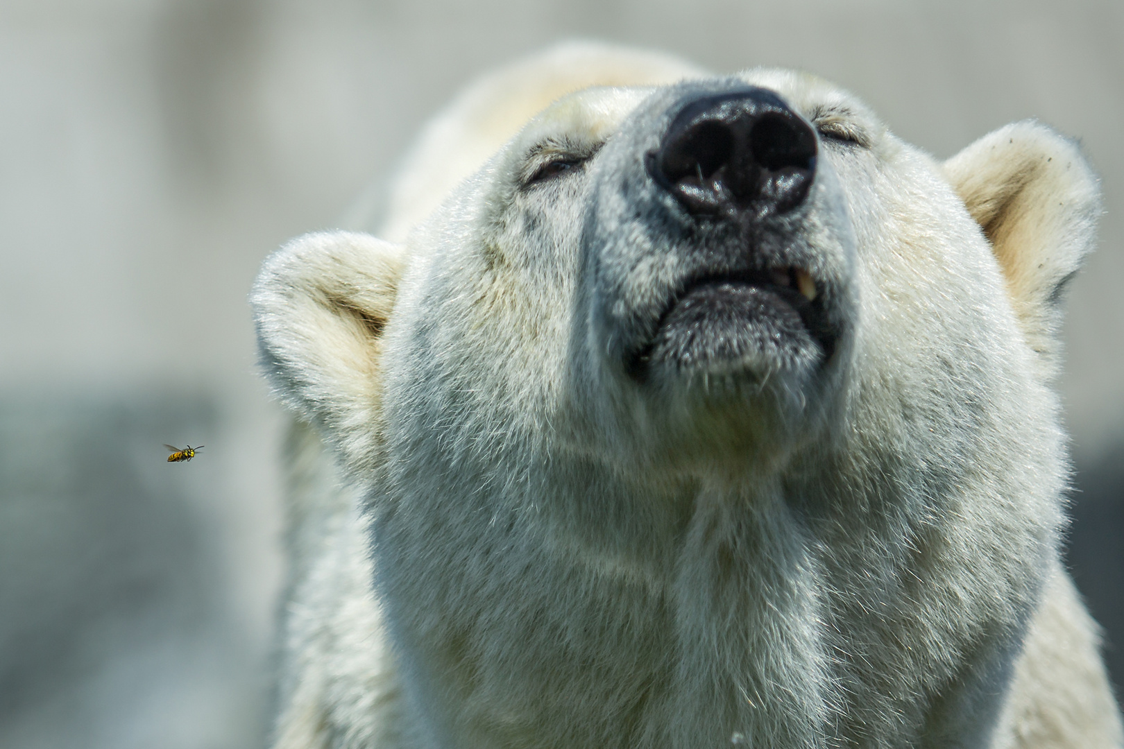 Die Wespe und der Eisbär