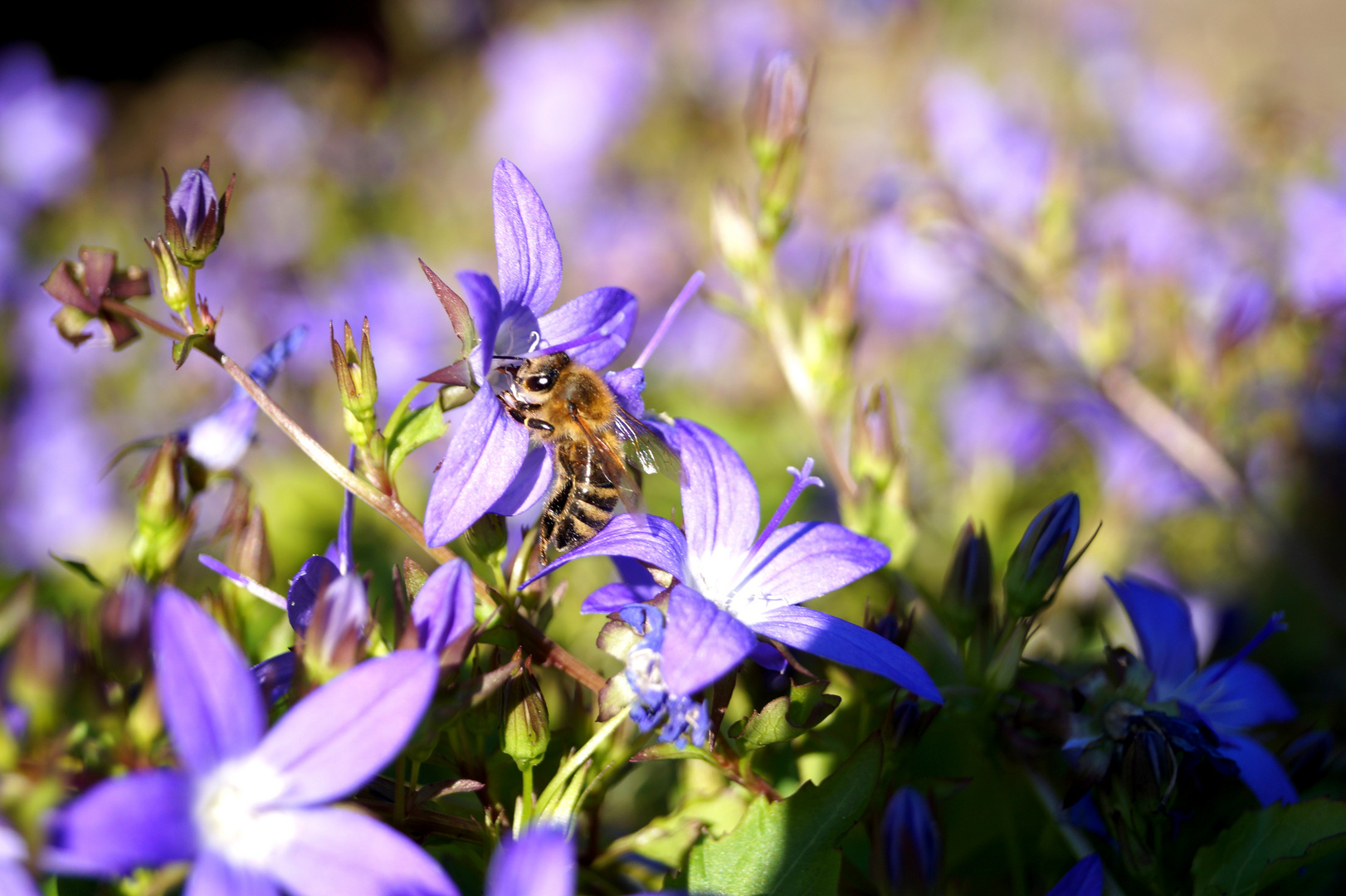 Die Wespe und die Blüte