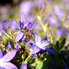 Die Wespe und die Blüte