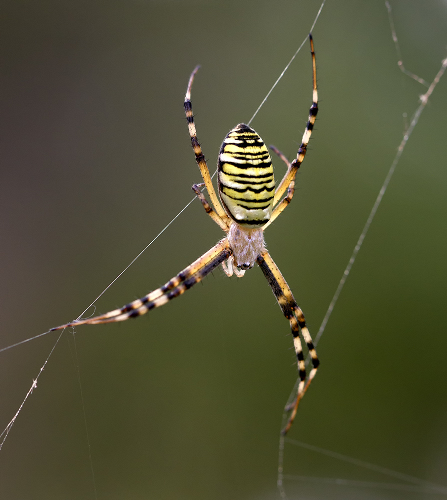 Die Wespen Zebra Tiger Seidenband Spinne