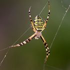 Die Wespen Zebra Tiger Seidenband Spinne